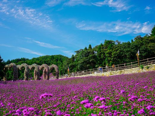 野三关森林花海